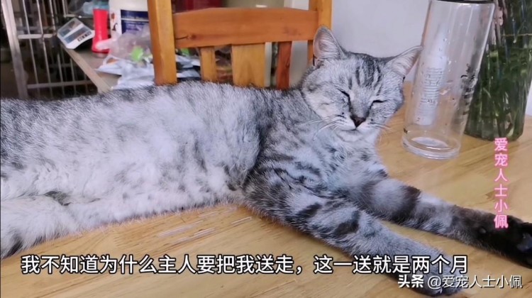 两只被遗忘的猫咪将是武汉疫情期间寄养最长的猫咪