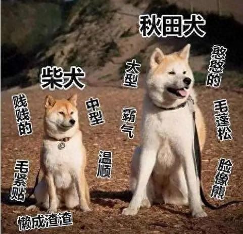 秋田犬和柴犬的区别，看完这几点，你更想养谁？