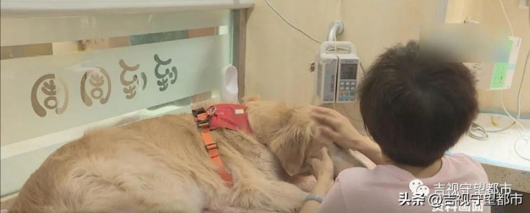 您家爱犬办证了吗手机小程序能办证啦