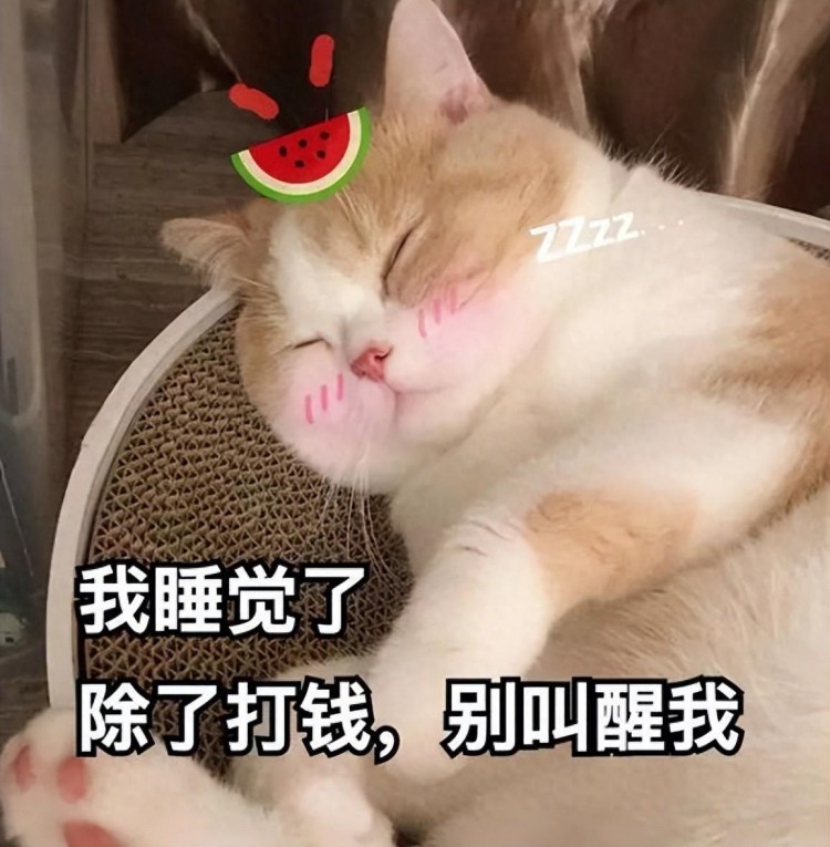 养猫后我付出了惨痛的代价再也不敢养了！