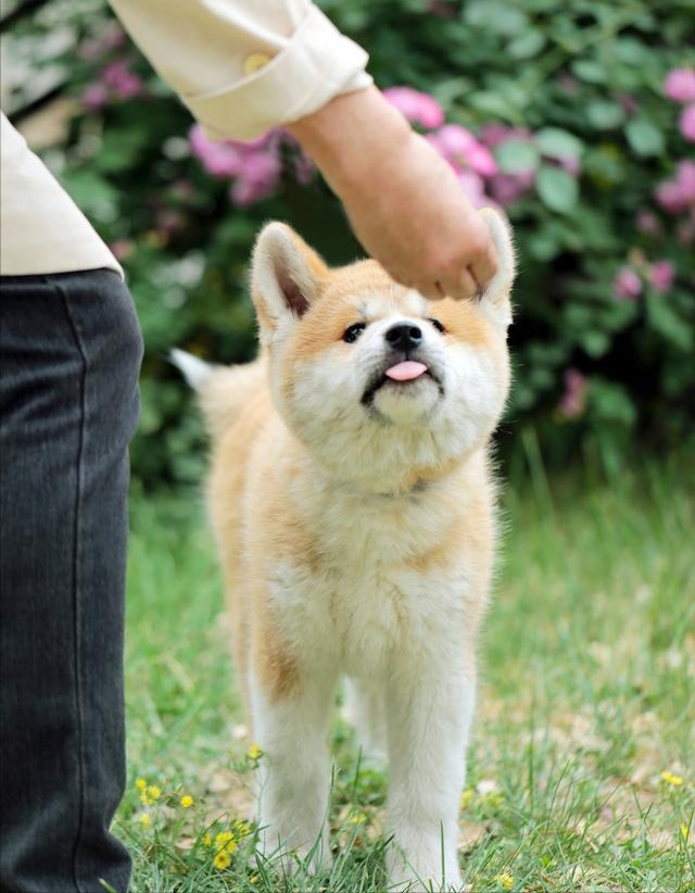 火了数十年的秋田犬养的人并不多原因是什么