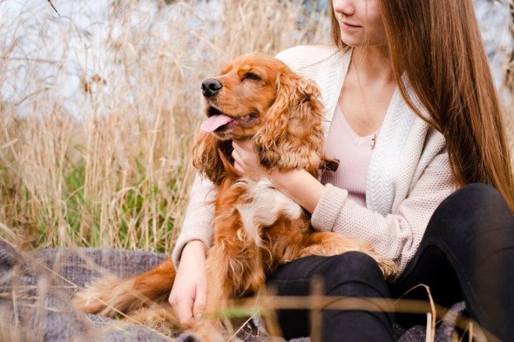 可卡犬掉毛吗怎么减少可卡犬掉毛的情况