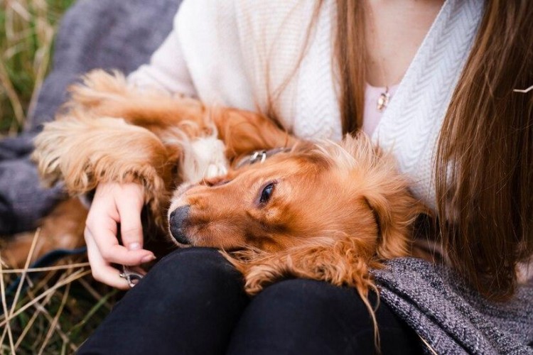 可卡犬掉毛吗怎么减少可卡犬掉毛的情况