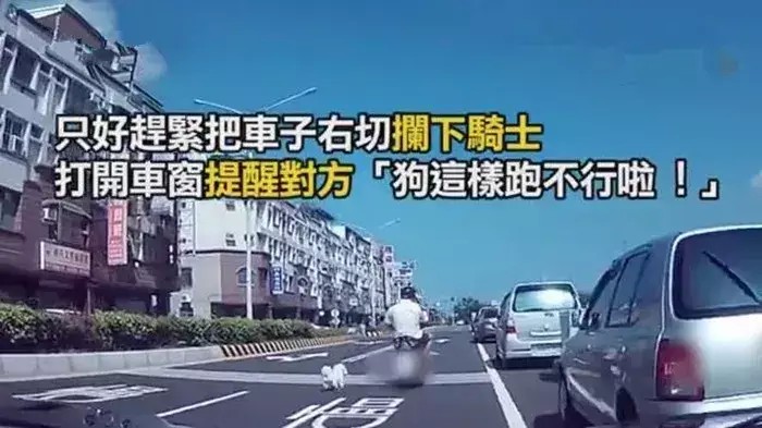 台南网友路遇比熊主人烈日下骑车带狗狗狂奔拦下后素质教育！