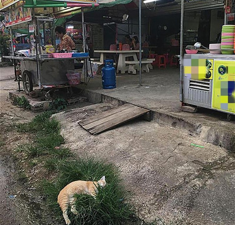 流浪奶猫在街头翻着肚皮睡觉路人细问后才知橘猫在等主人回家