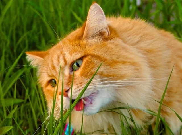 剧毒！有猫不要养这些植物