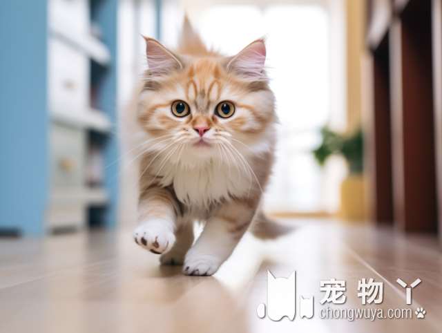 为什么深圳米乐乖乖宠物生活馆的猫咪都这么可爱?